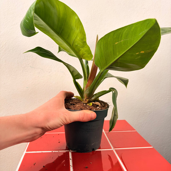 Philodendron ‘Imperial Green’
