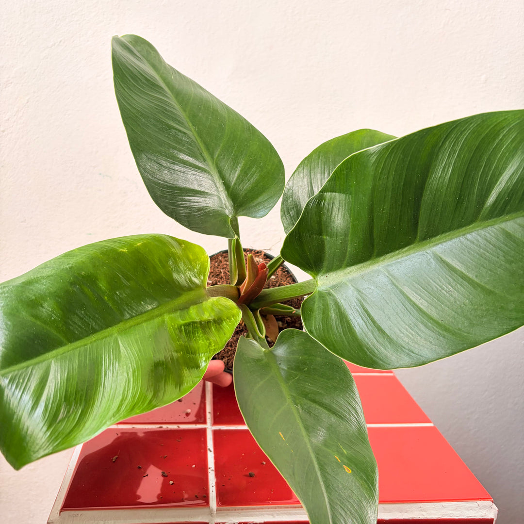 Philodendron ‘Imperial Green’