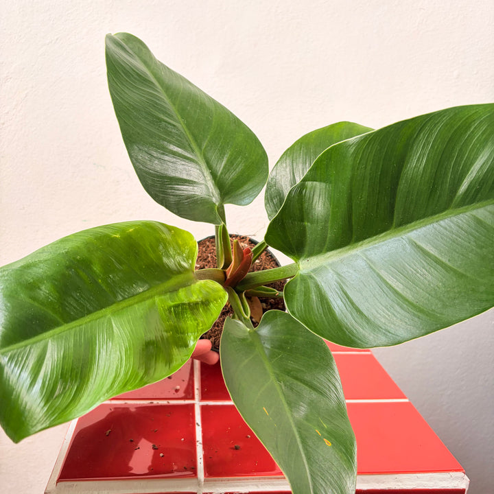 Philodendron ‘Imperial Green’