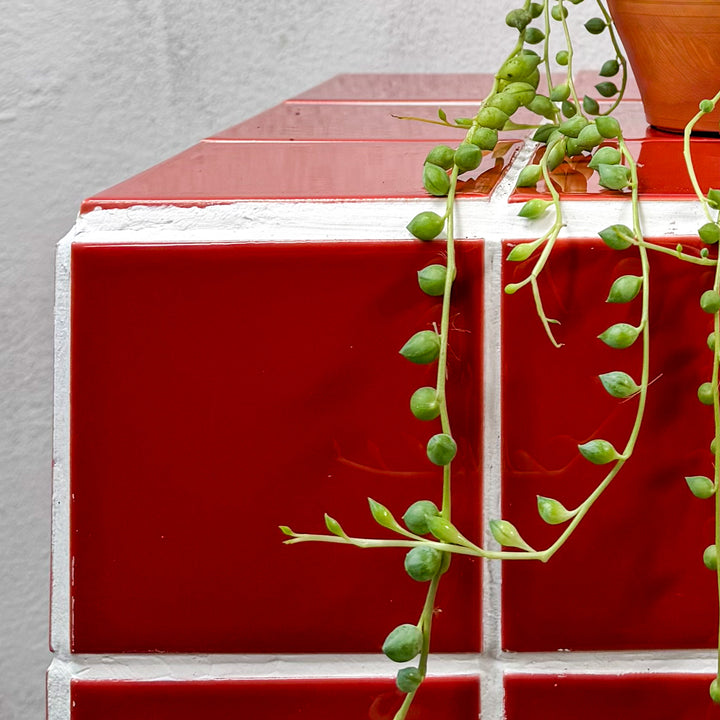 Senecio herreianus - String of Tears - String of Beads