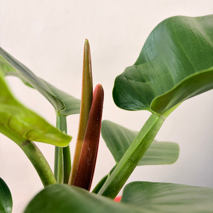 Philodendron ‘Imperial Green’