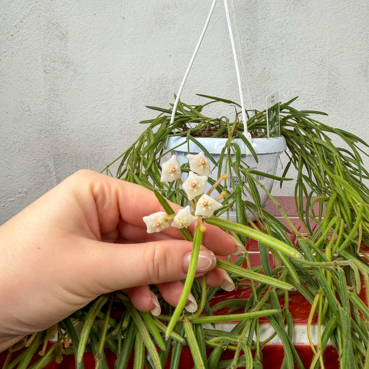 Hoya Linearis