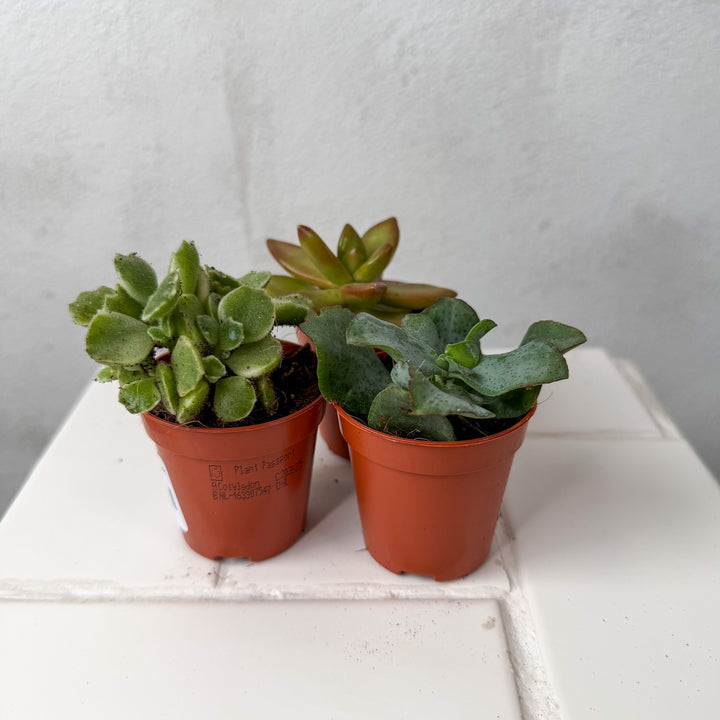 Mini Succulent Mix Lucky Dip