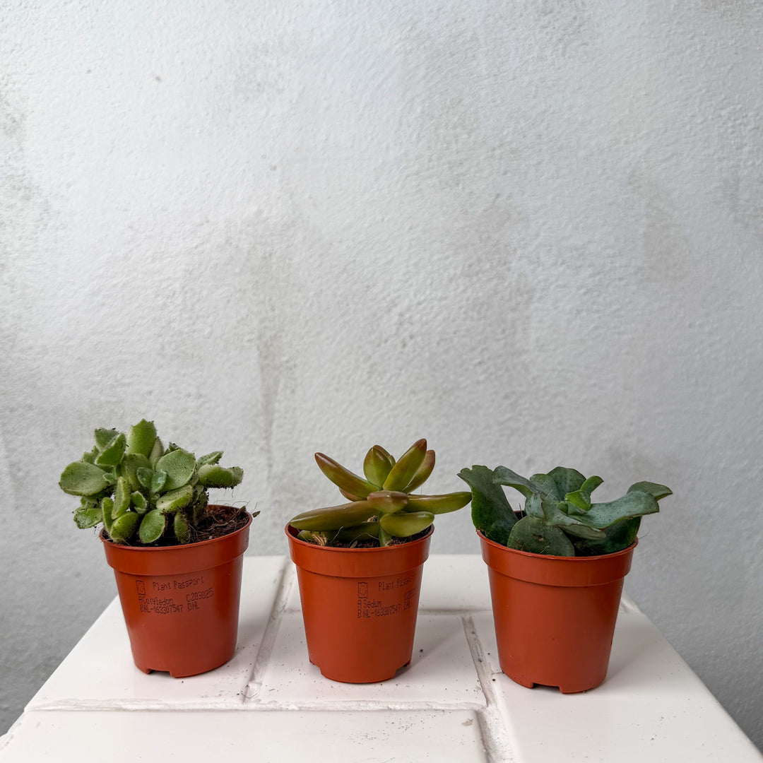 Mini Succulent Mix Lucky Dip