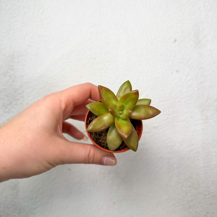 Mini Succulent Mix Lucky Dip