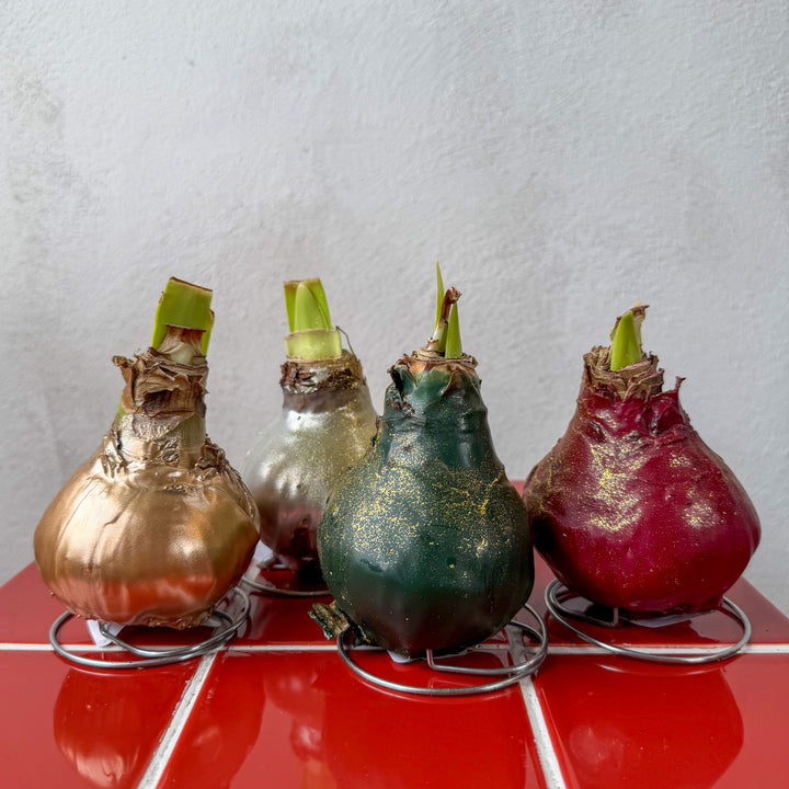 Hippeastrum Wax Art – Waxed Amaryllis Bulb
