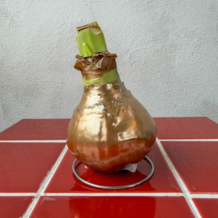 Hippeastrum Wax Art – Waxed Amaryllis Bulb