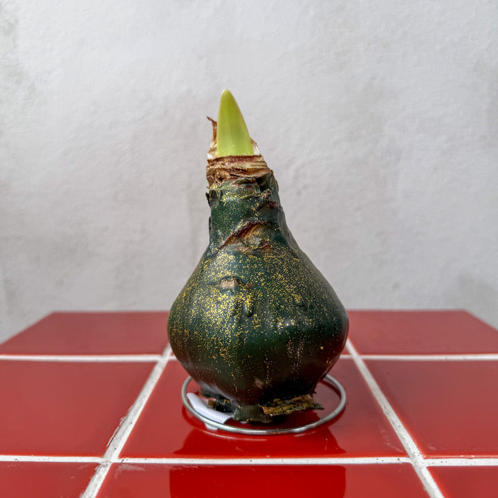 Hippeastrum Wax Art – Waxed Amaryllis Bulb