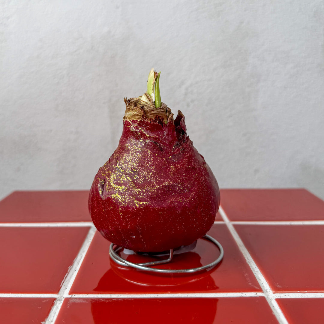 Hippeastrum Wax Art – Waxed Amaryllis Bulb