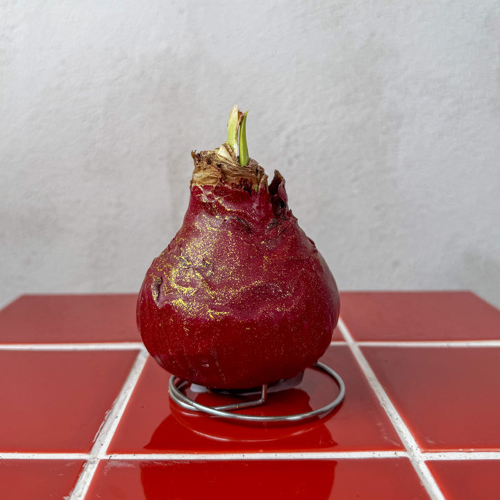 Hippeastrum Wax Art – Waxed Amaryllis Bulb