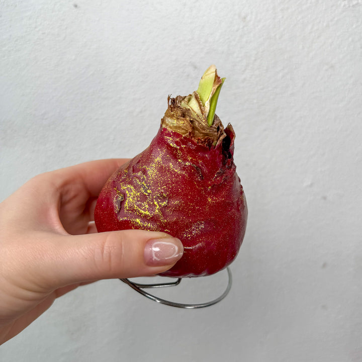 Hippeastrum Wax Art – Waxed Amaryllis Bulb