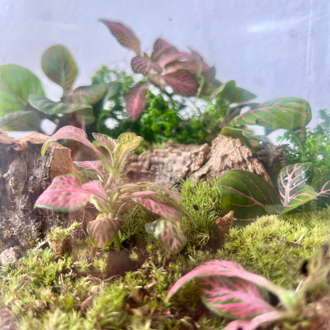 Plant.Studio 'Daydream' Terrarium