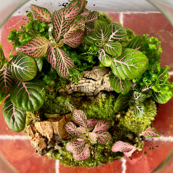 Plant.Studio 'Daydream' Terrarium