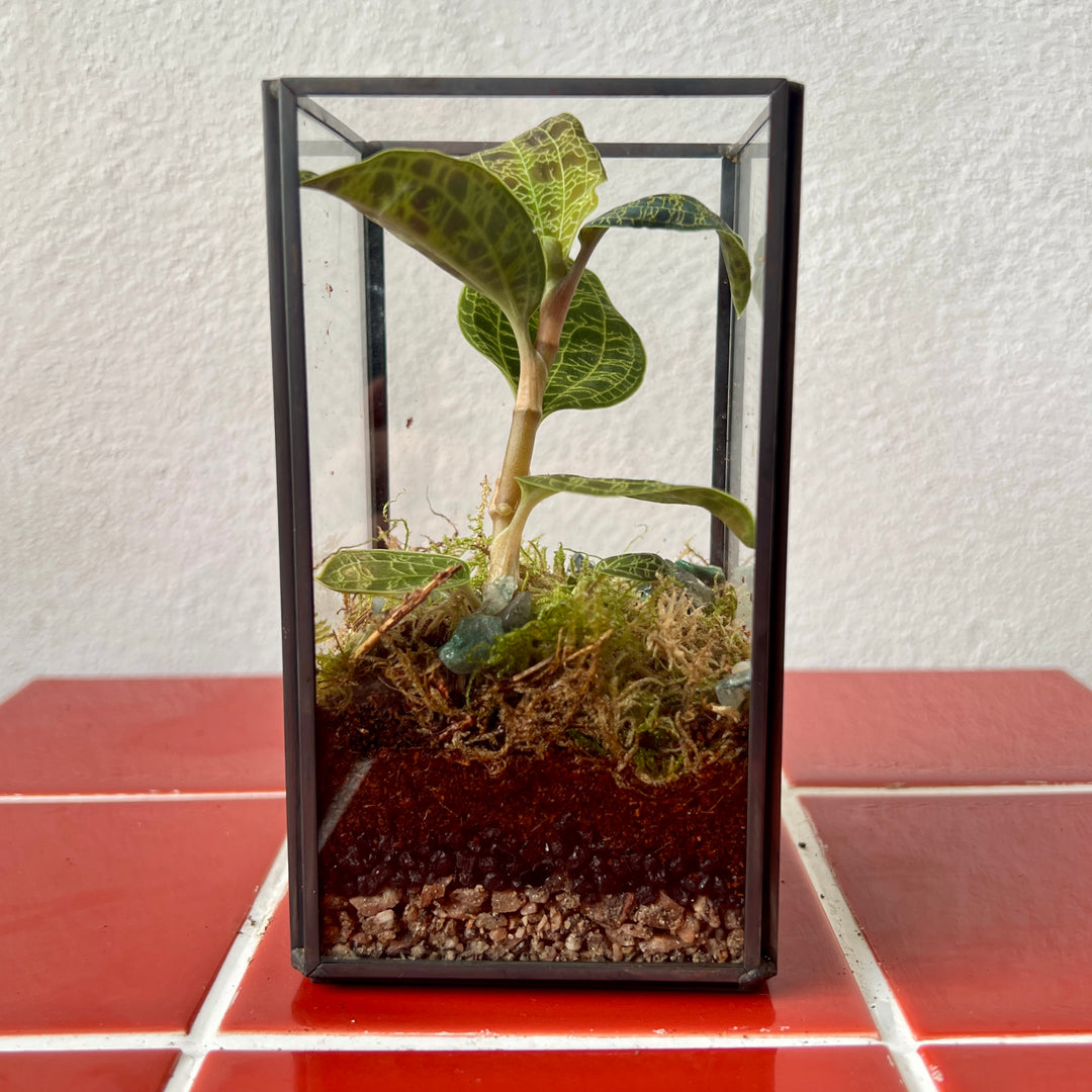 Plant.Studio Macodes (Jewel Orchid) Open Terrarium