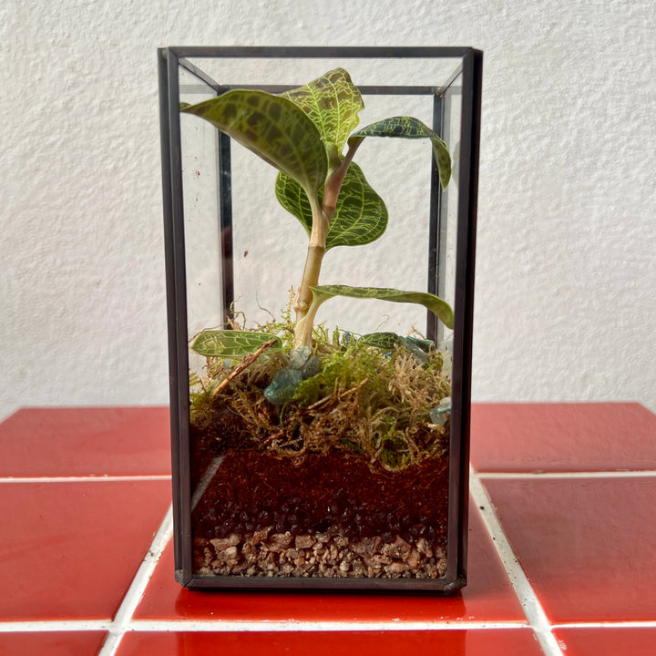 Plant.Studio Macodes (Jewel Orchid) Open Terrarium