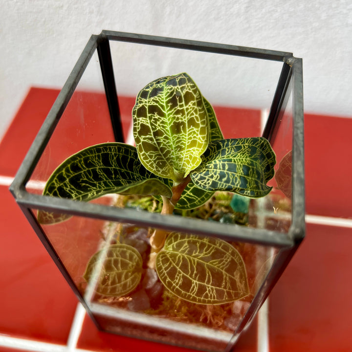 Plant.Studio Macodes (Jewel Orchid) Open Terrarium