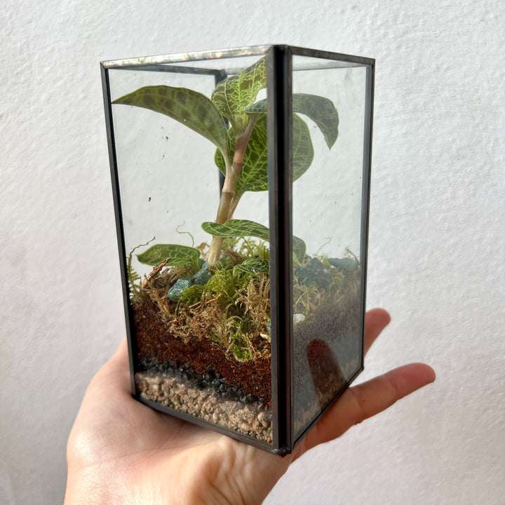 Plant.Studio Macodes (Jewel Orchid) Open Terrarium