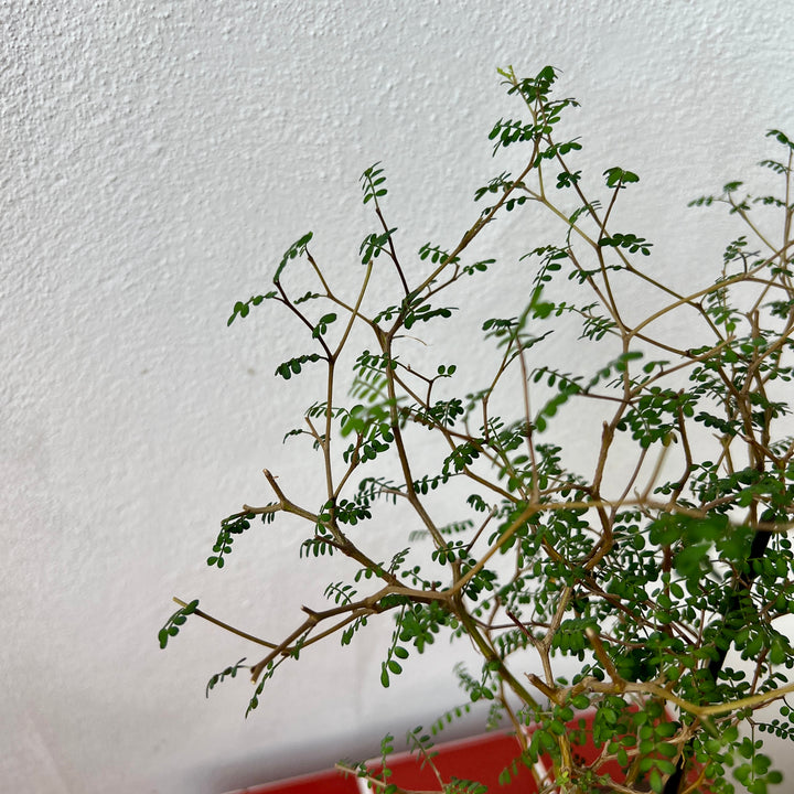 Sophora Prostrata Bonsai with Ceramic Pot