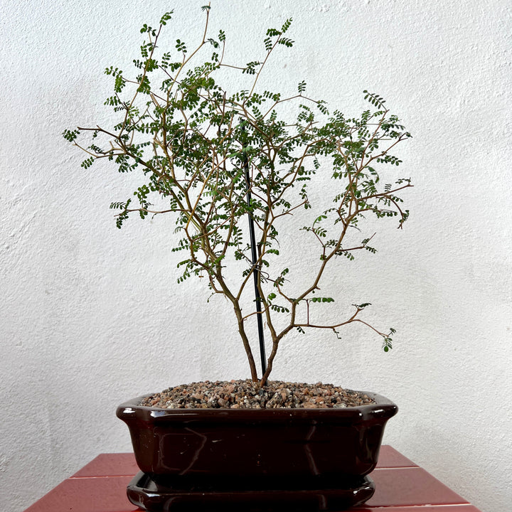 Sophora Prostrata Bonsai with Ceramic Pot