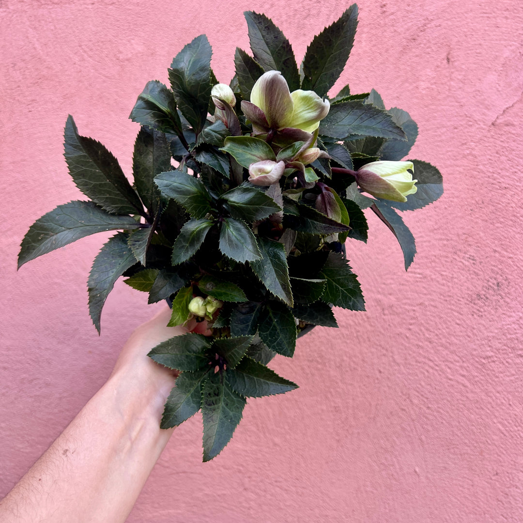 Helleborus ‘Guess’ – Hellebore
