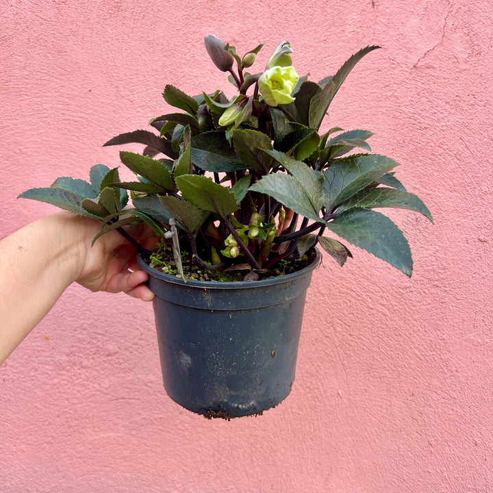 Helleborus ‘Guess’ – Hellebore