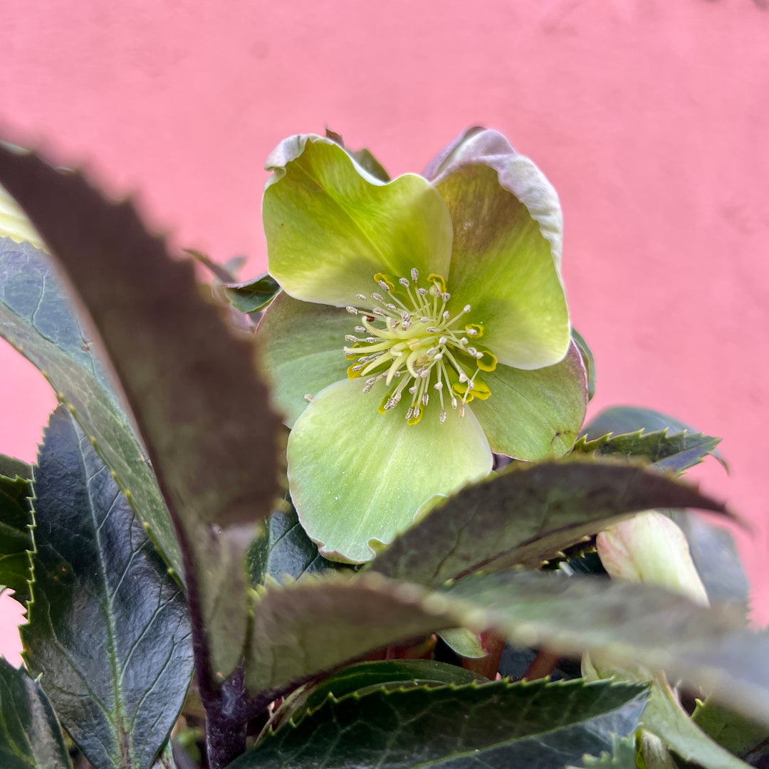 Helleborus ‘Guess’ – Hellebore