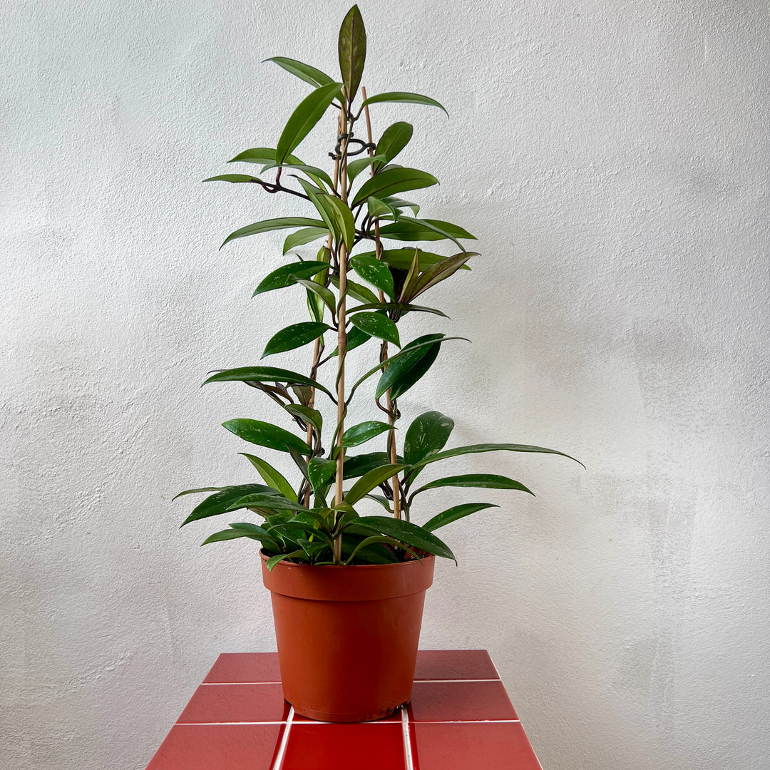 Hoya pubicalyx ‘Splash’ - Wax plant