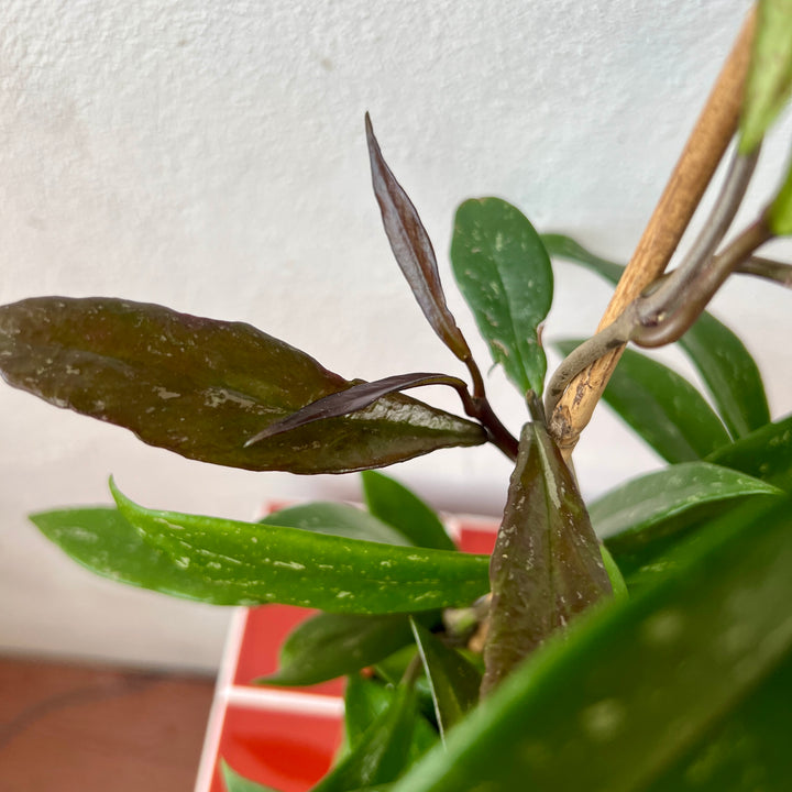 Hoya pubicalyx ‘Splash’ - Wax plant