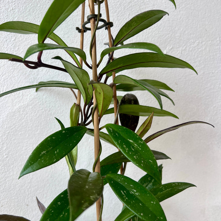 Hoya pubicalyx ‘Splash’ - Wax plant