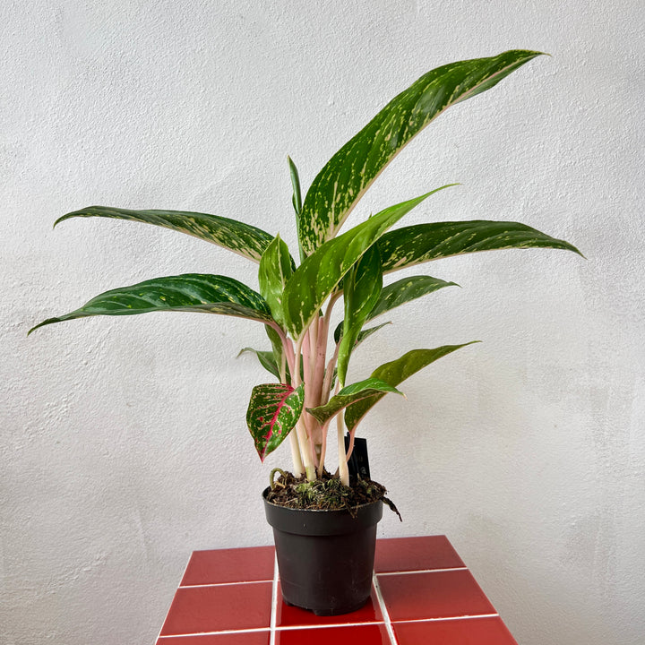 Aglaonema ‘Coco Green’ - Chinese Evergreen