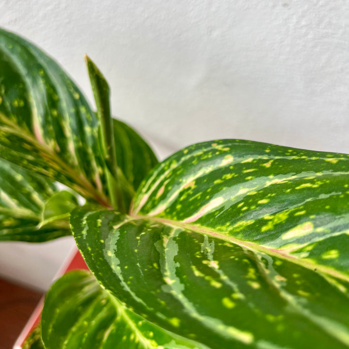 Aglaonema ‘Coco Green’ - Chinese Evergreen