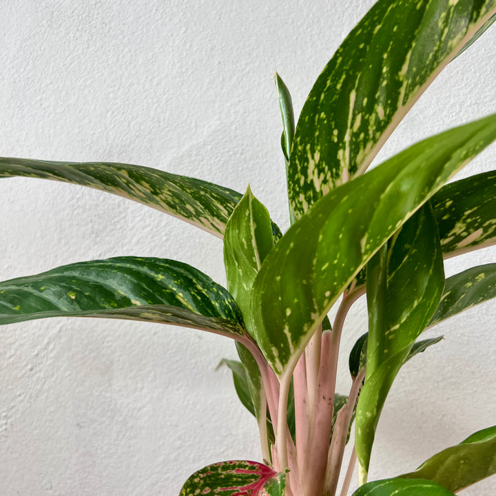 Aglaonema ‘Coco Green’ - Chinese Evergreen