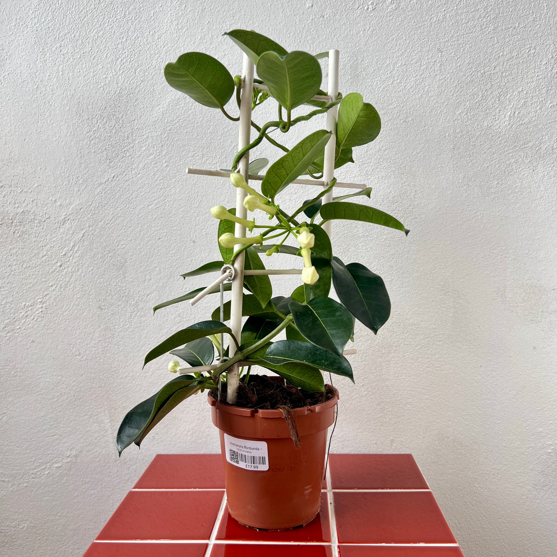 jasmine indoor plants Stephanotis floribunda – Madagascar Jasmine | Fragrant Indoor Flowering Plant