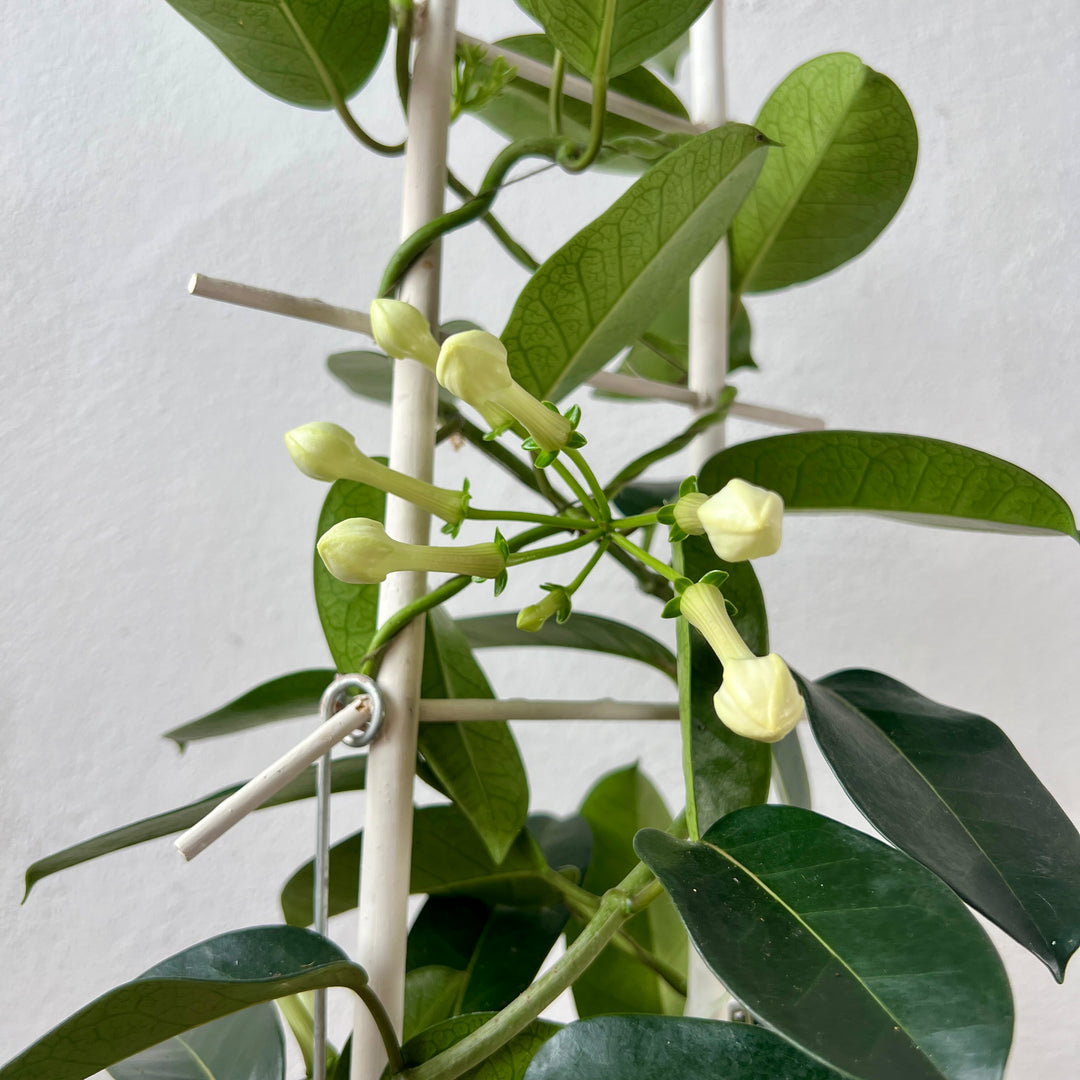 stephanotis indoor plant care Stephanotis floribunda – Madagascar Jasmine | Fragrant Indoor Flowering Plant