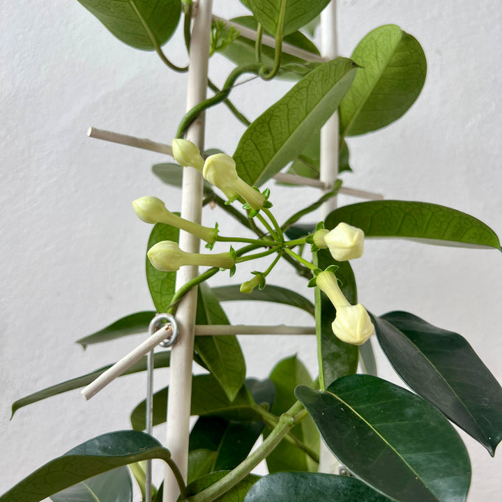 Stephanotis floribunda – Madagascar Jasmine (Stephanotis Fleur)