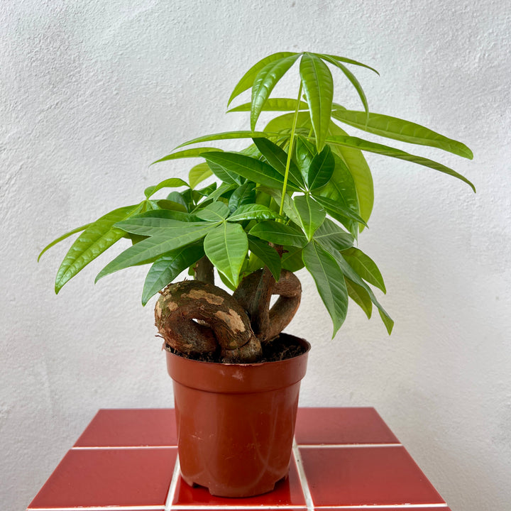 Pachira aquatica - Money Tree