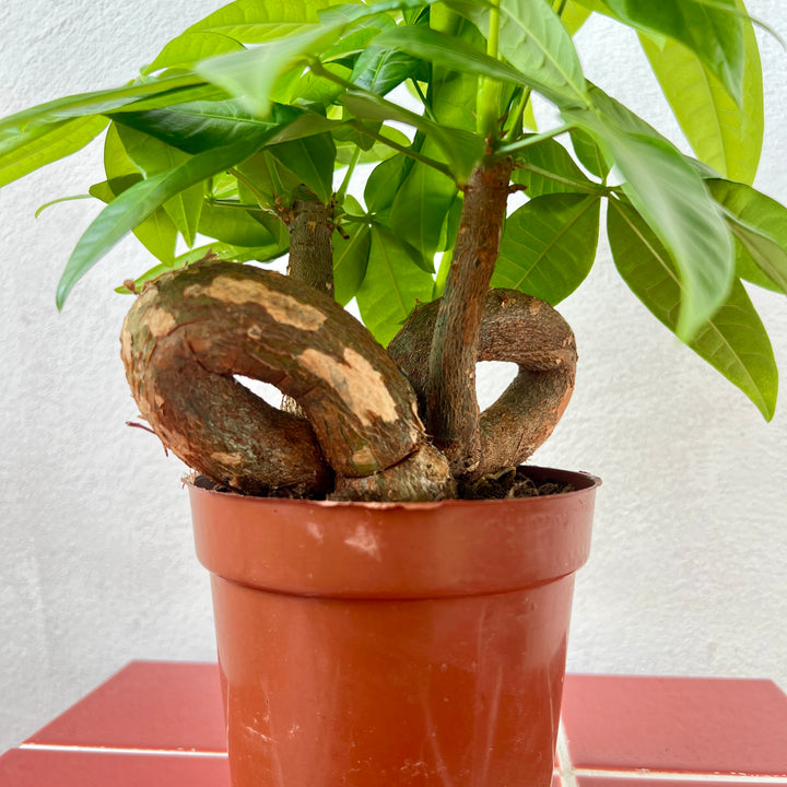 Pachira aquatica - Money Tree