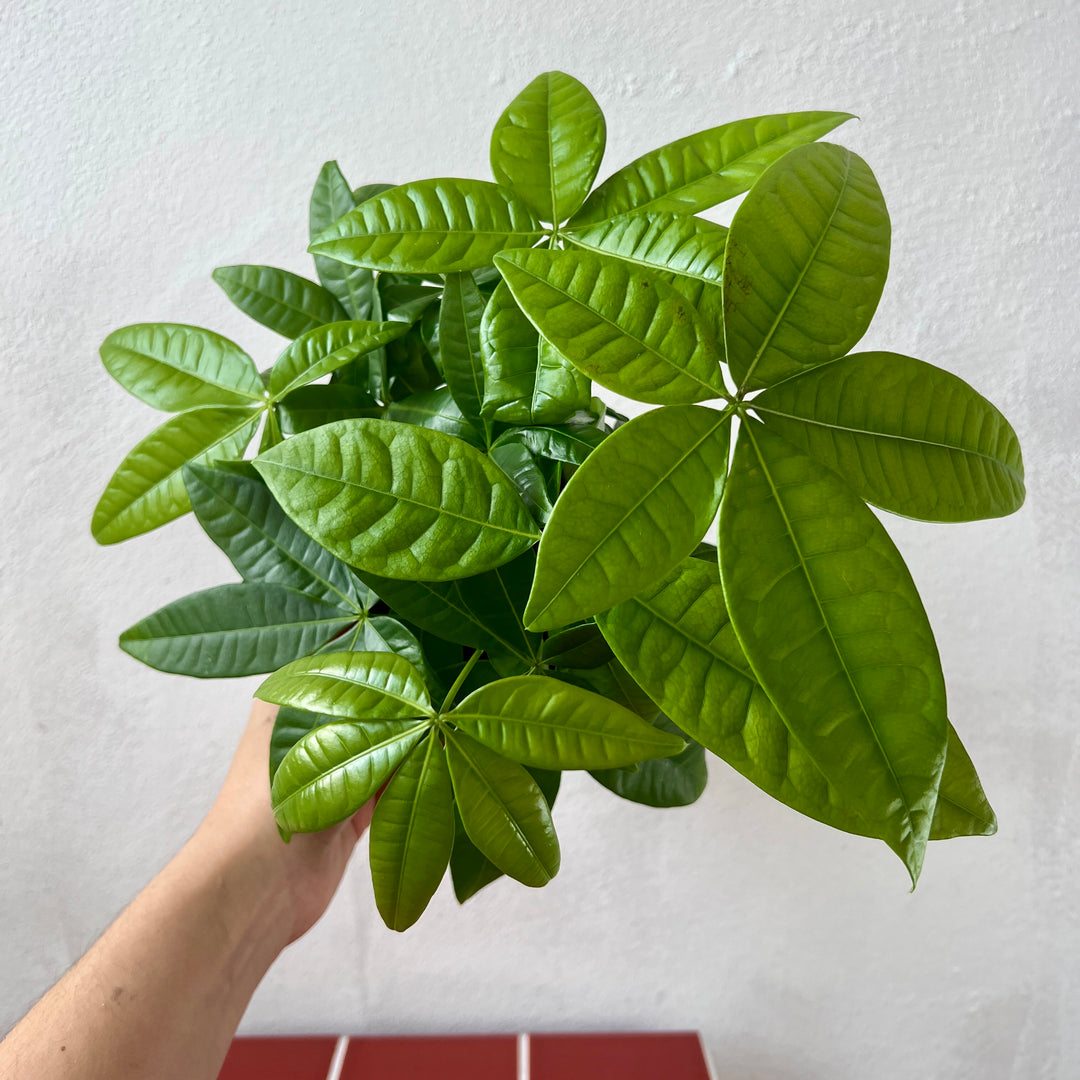 Pachira aquatica - Money Tree