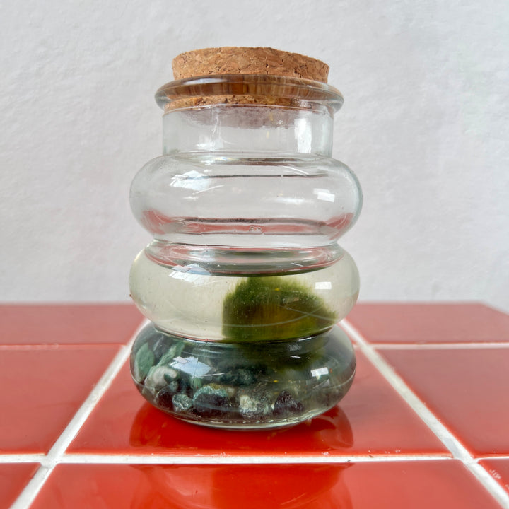 Marimo moss ball in glass - Aegagropila linnaei