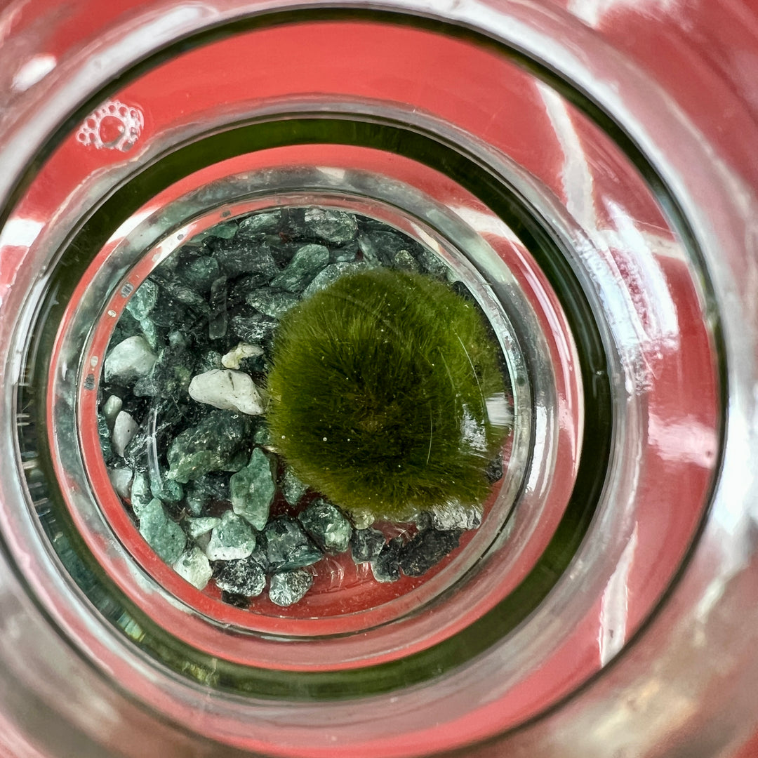 Marimo moss ball in glass - Aegagropila linnaei