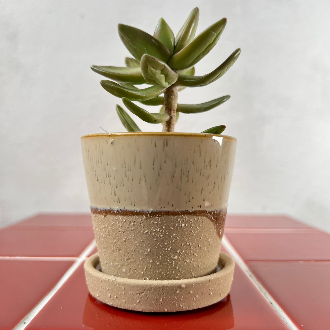 Josh Ceramic Pot with Saucer – Beige