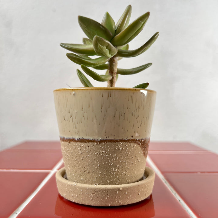 Josh Ceramic Pot with Saucer – Beige