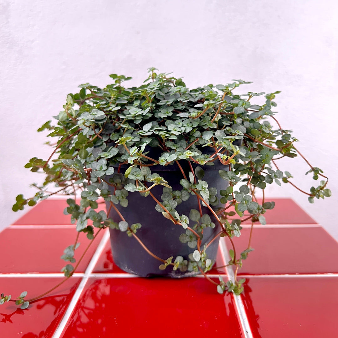 Pilea Glaucophylla Greyzy