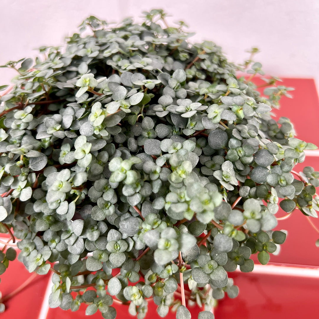 Pilea Glaucophylla Greyzy