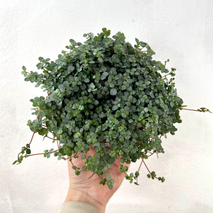 Pilea Glaucophylla Greyzy