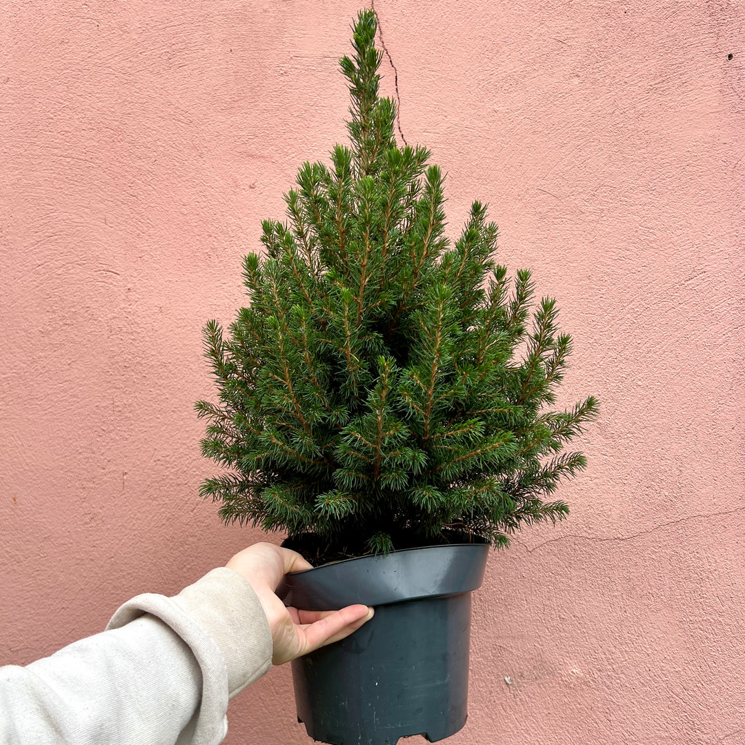 picea indoor plant Picea glauca 'Conica' – Dwarf Alberta Spruce | Living Christmas Tree