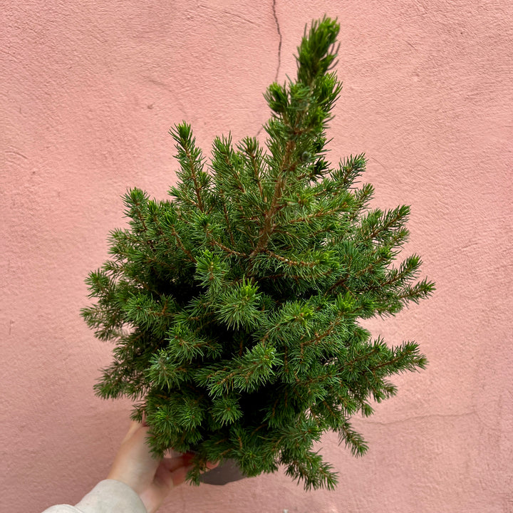 Picea glauca ‘Conica’ – Dwarf Alberta Spruce