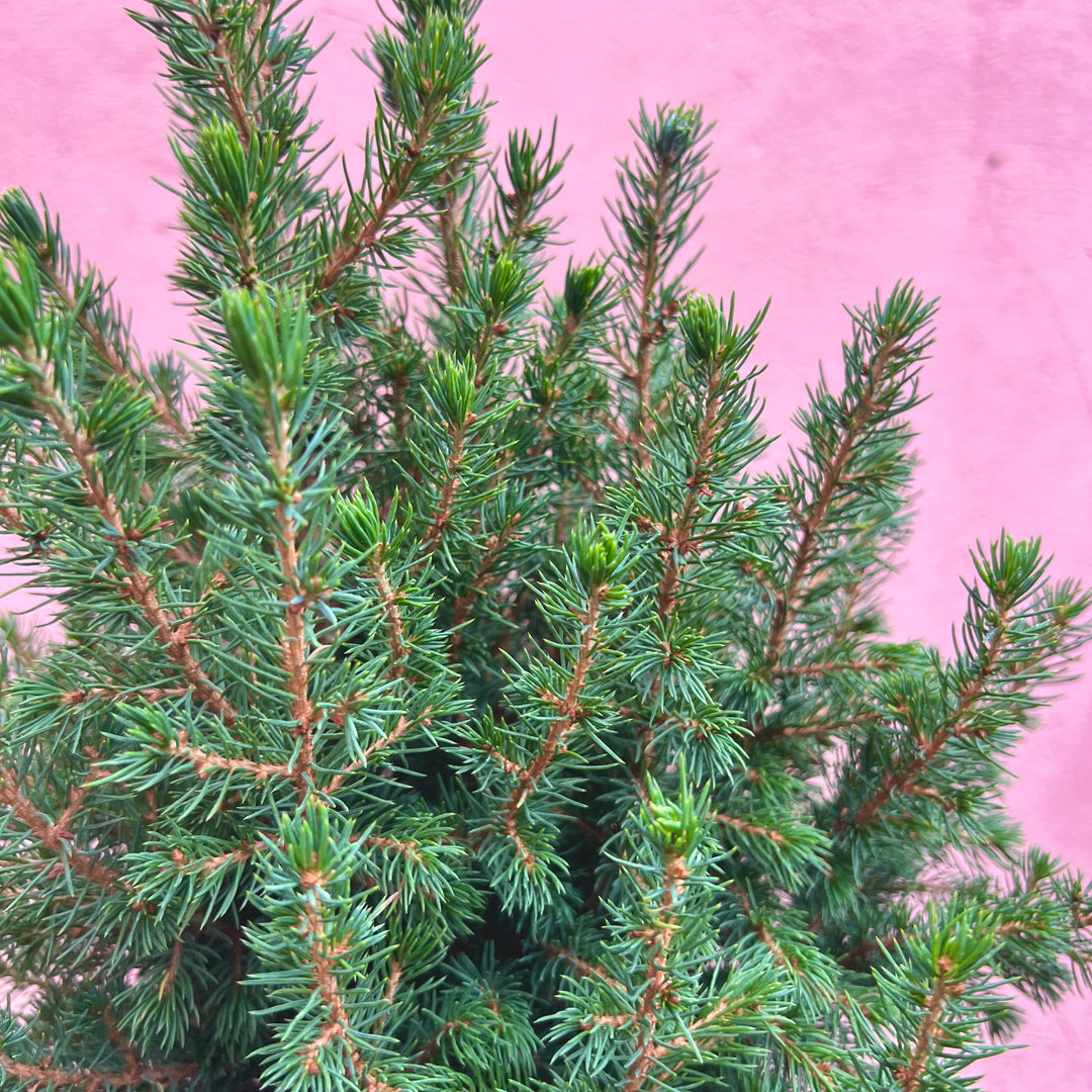 picea indoor plant Picea glauca 'Conica' – Dwarf Alberta Spruce | Living Christmas Tree