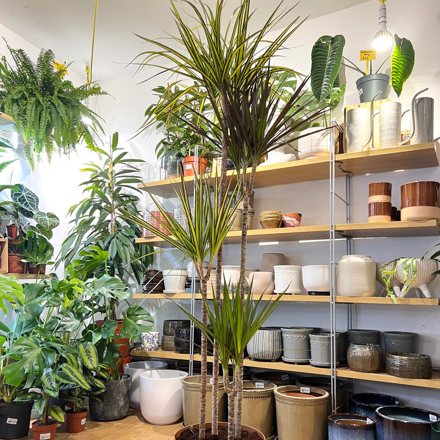 specimen house plants Dracaena Mixed Species Branched Specimen