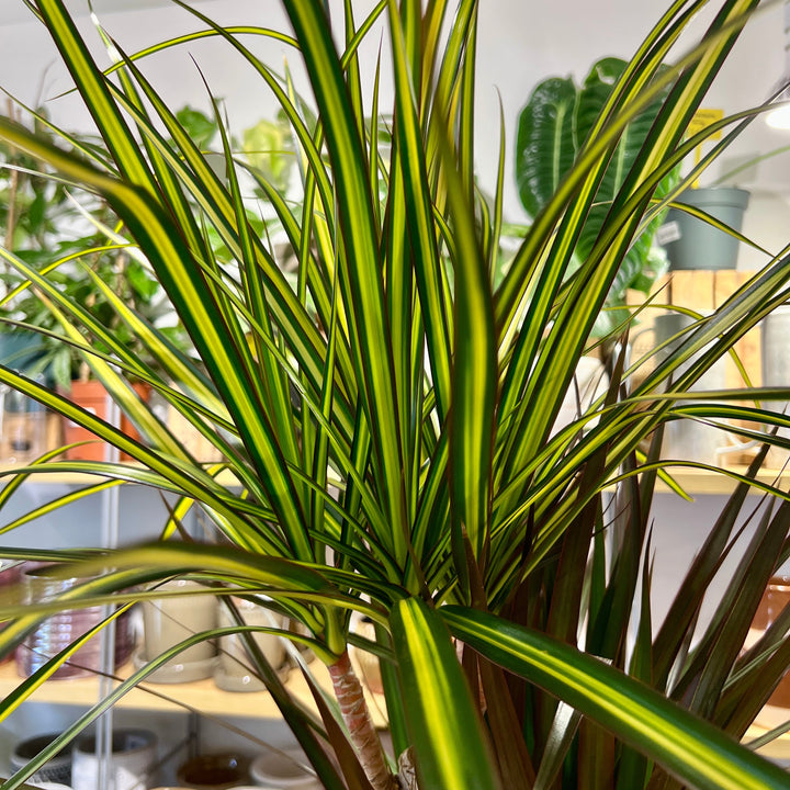 Dracaena Mixed Species Branched Specimen